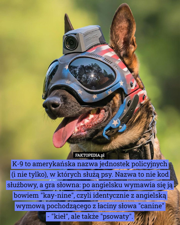 K-9 to amerykańska nazwa jednostek policyjnych (i nie tylko), w których służą psy. Nazwa to nie kod służbowy, a gra słowna: po angielsku wymawia się ją bowiem "kay-nine", czyli identycznie z angielską wymową pochodzącego z łaciny słowa "canine" - "kieł", ale także "psowaty". 